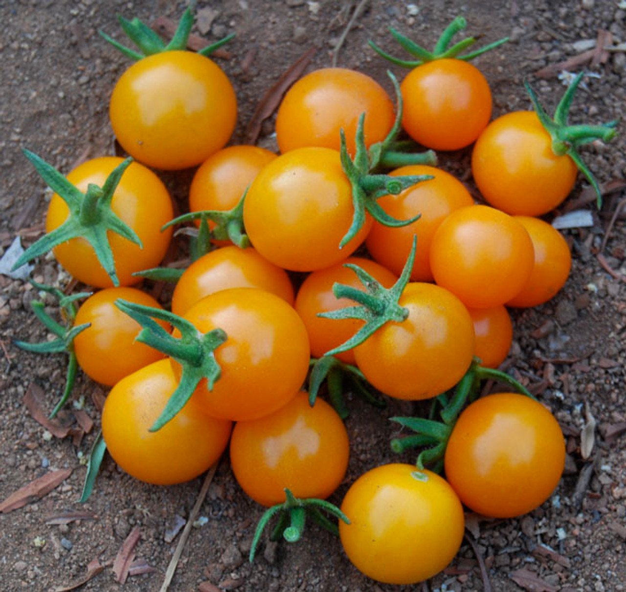 sun_gold_tomato4__93893.jpg