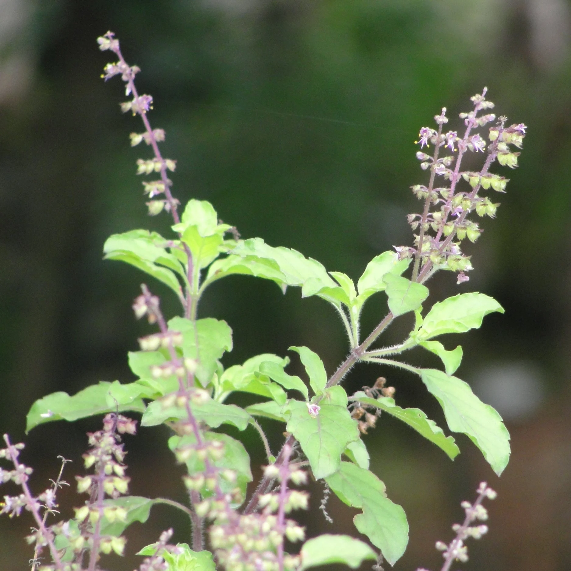 Tulsi_or_Tulasi_Holy_basil.jpg