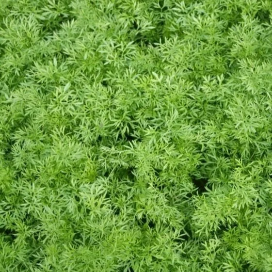 cilantro-confetti1-w.jpg