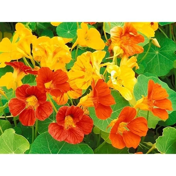 Nasturtium Kaleidescope.jpg