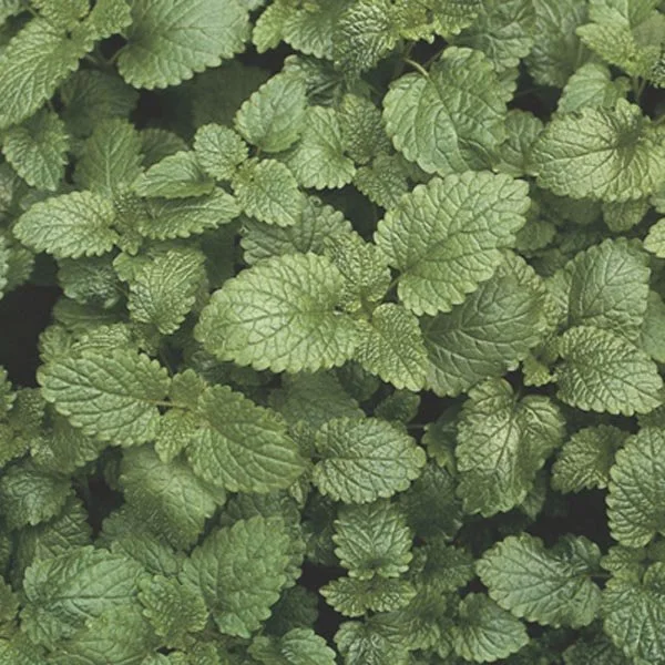 Lemon Balm.jpg