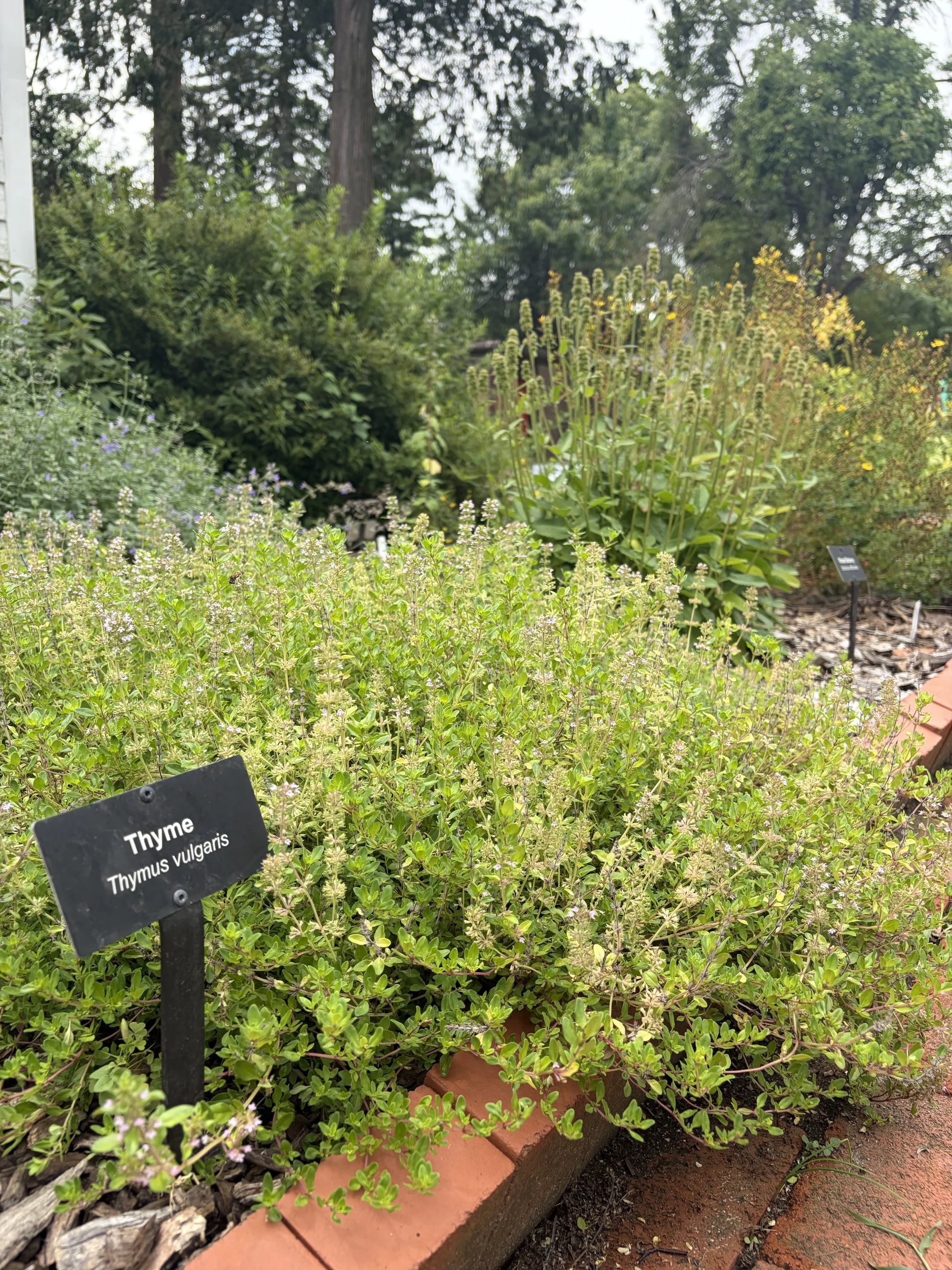 Herbal Tinctures Workshop