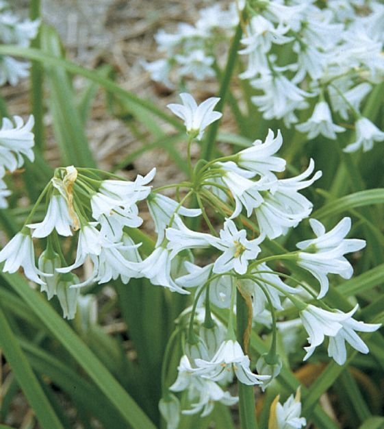 allium-triquetrum1-w.jpg