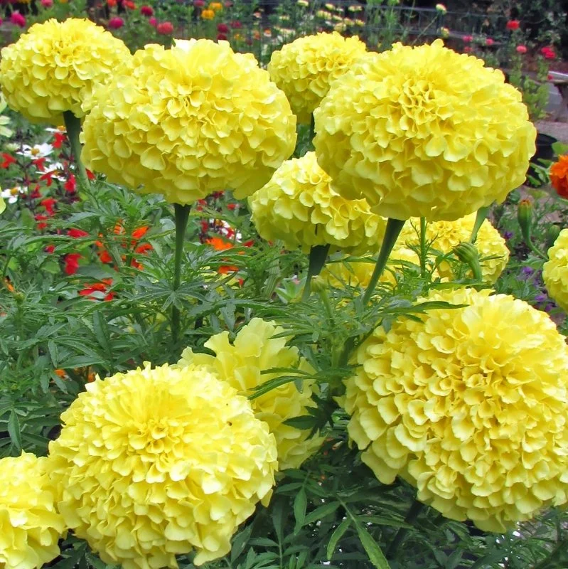 Marigold, African Yellow- NEW