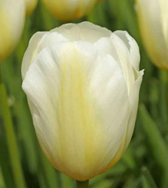 tulip-orleans1-w.jpg
