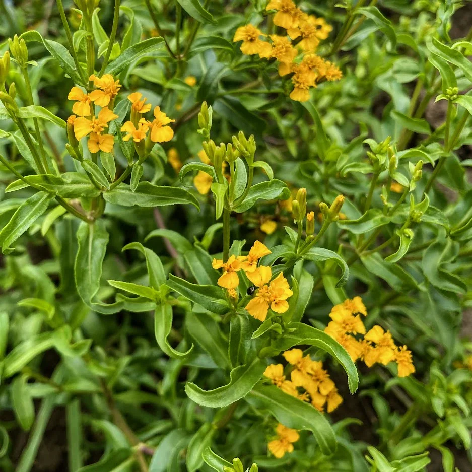 Marigold Mexican Mint- NEW