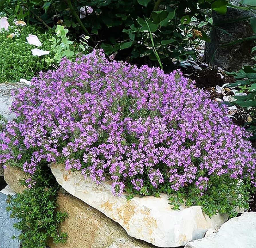 Thyme: Creeping, color will vary