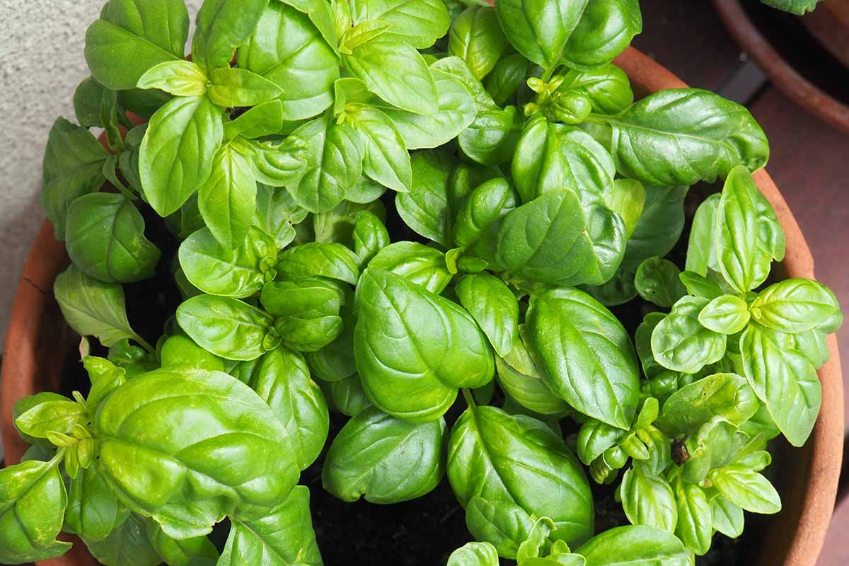Genovese-Basil-Growing-in-a-Container.jpg