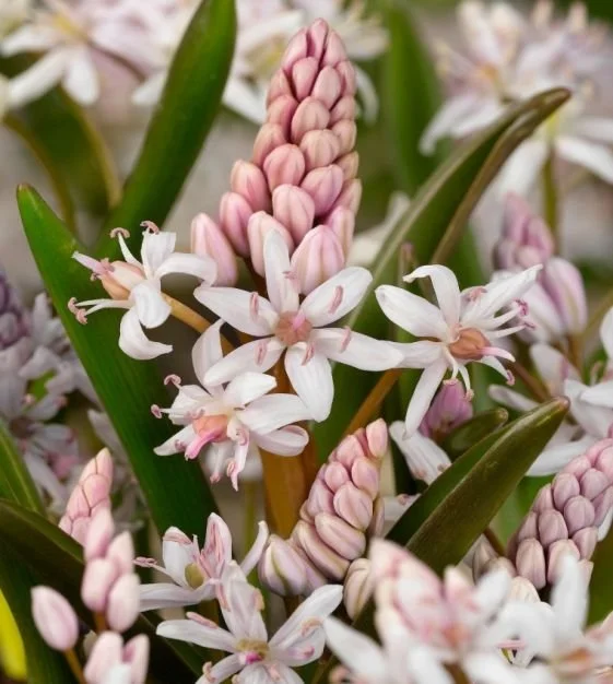 s_bifolia_rosea_1.jpg