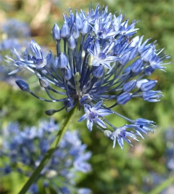 al_azureum_12_a.jpg