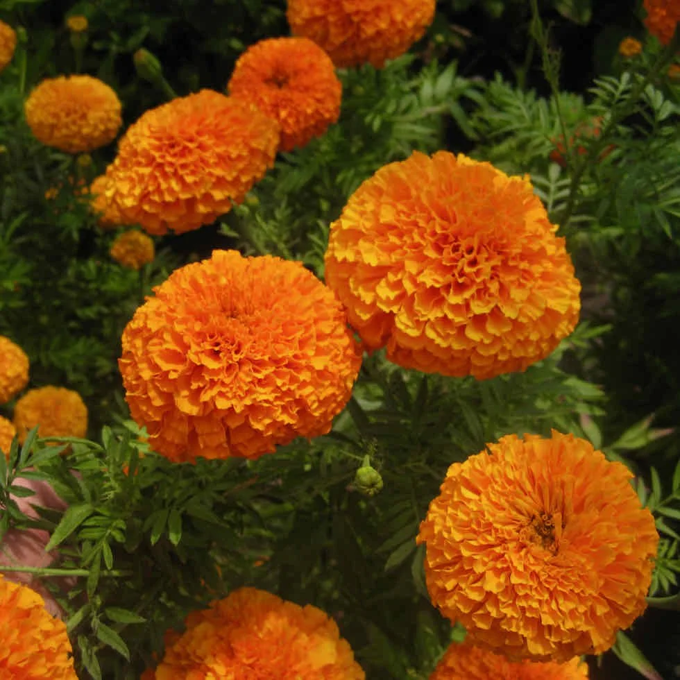 Marigold, African Orange - NEW