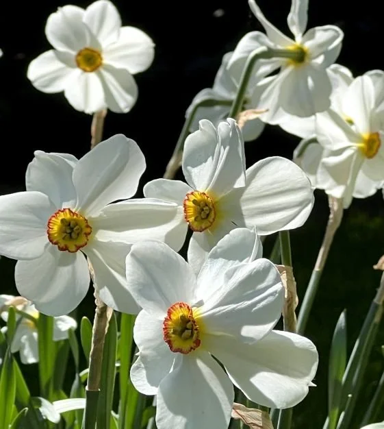 n_pheasants_eye_x.jpg