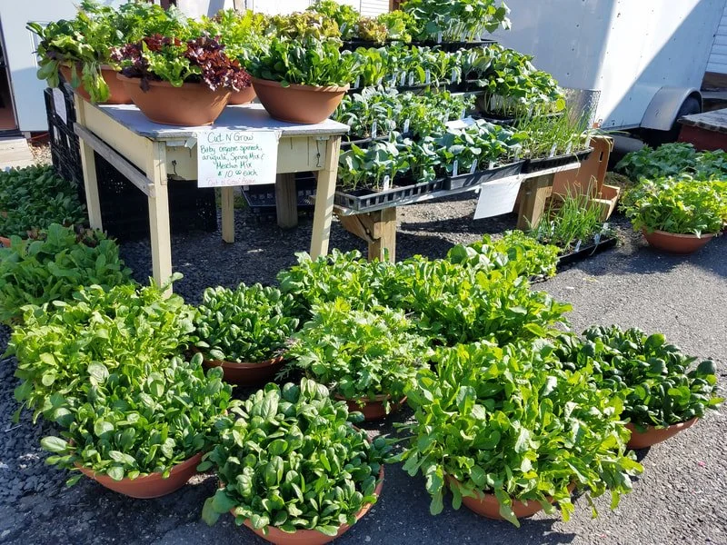 Tuscan Container Garden- NEW