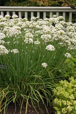 Chives: Garlic- NEW