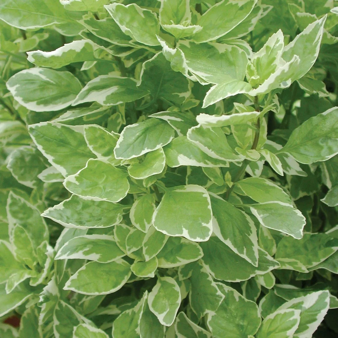 Basil: Variegated, Pesto Perpetuo