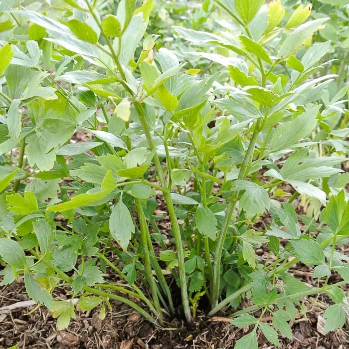 lovage-3.jpg