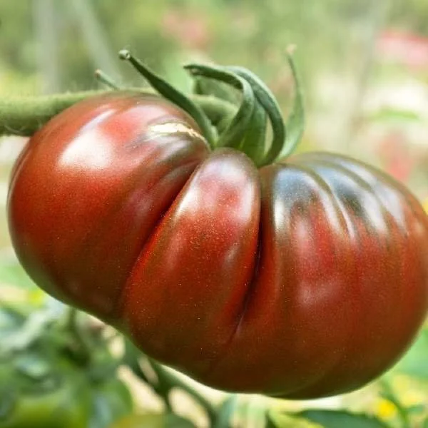 Tomato: German Johnson- NEW