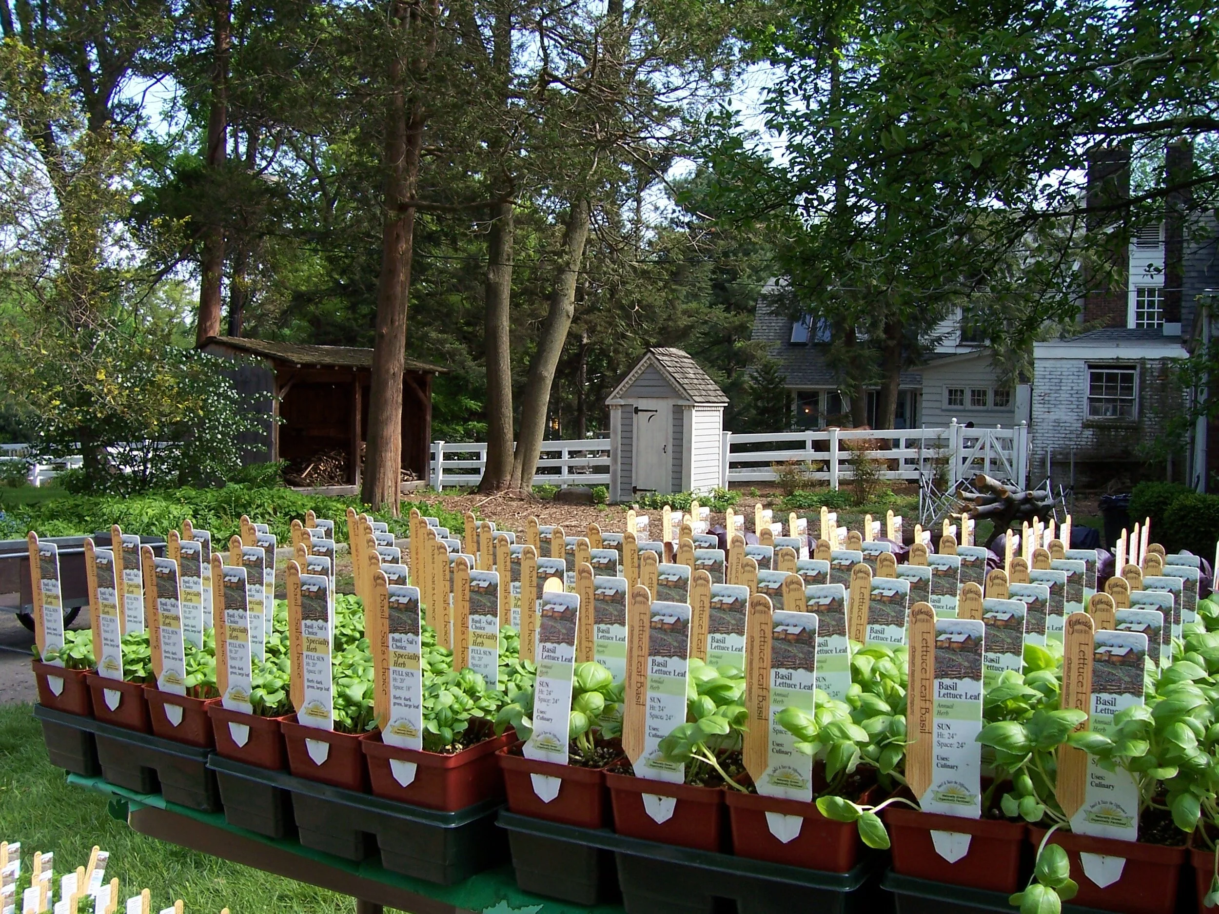 Herb Sale 07 Ten.JPG