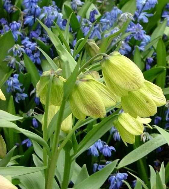 f_pallidiflora_1_1.jpg