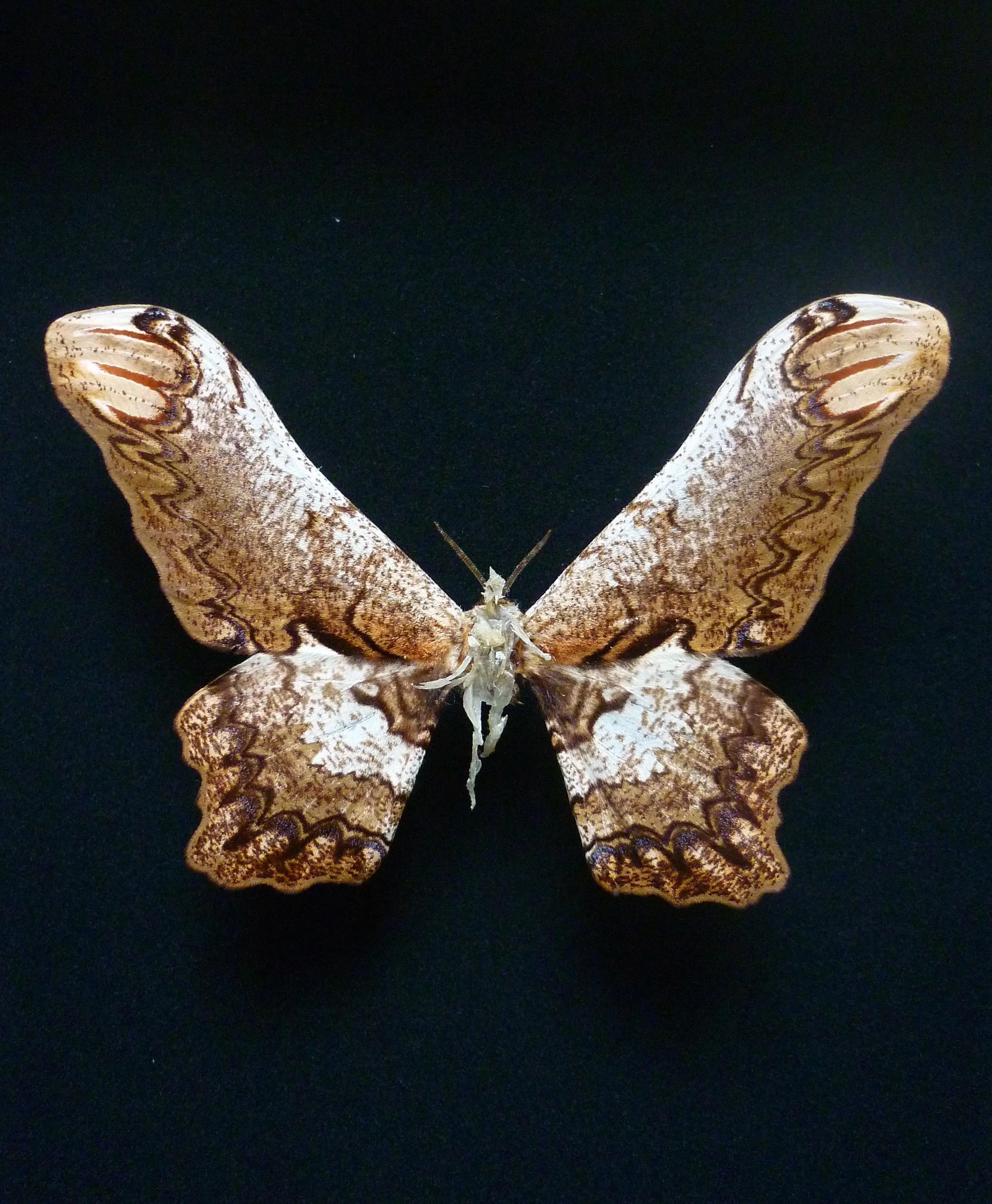 Lionel Sabatté, "Sombre réparation #21", papillon abîmé, ongles, peaux mortes, épingle et boite à spécimen, 26 x 19,5 x 7 cm, 2013