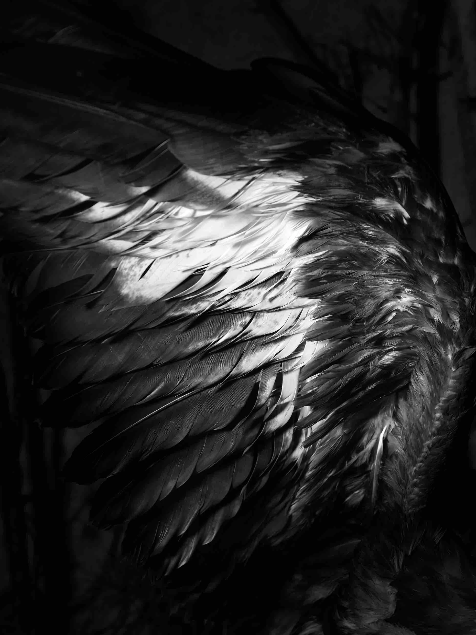 15 aigle agolaz NB - copie.jpg