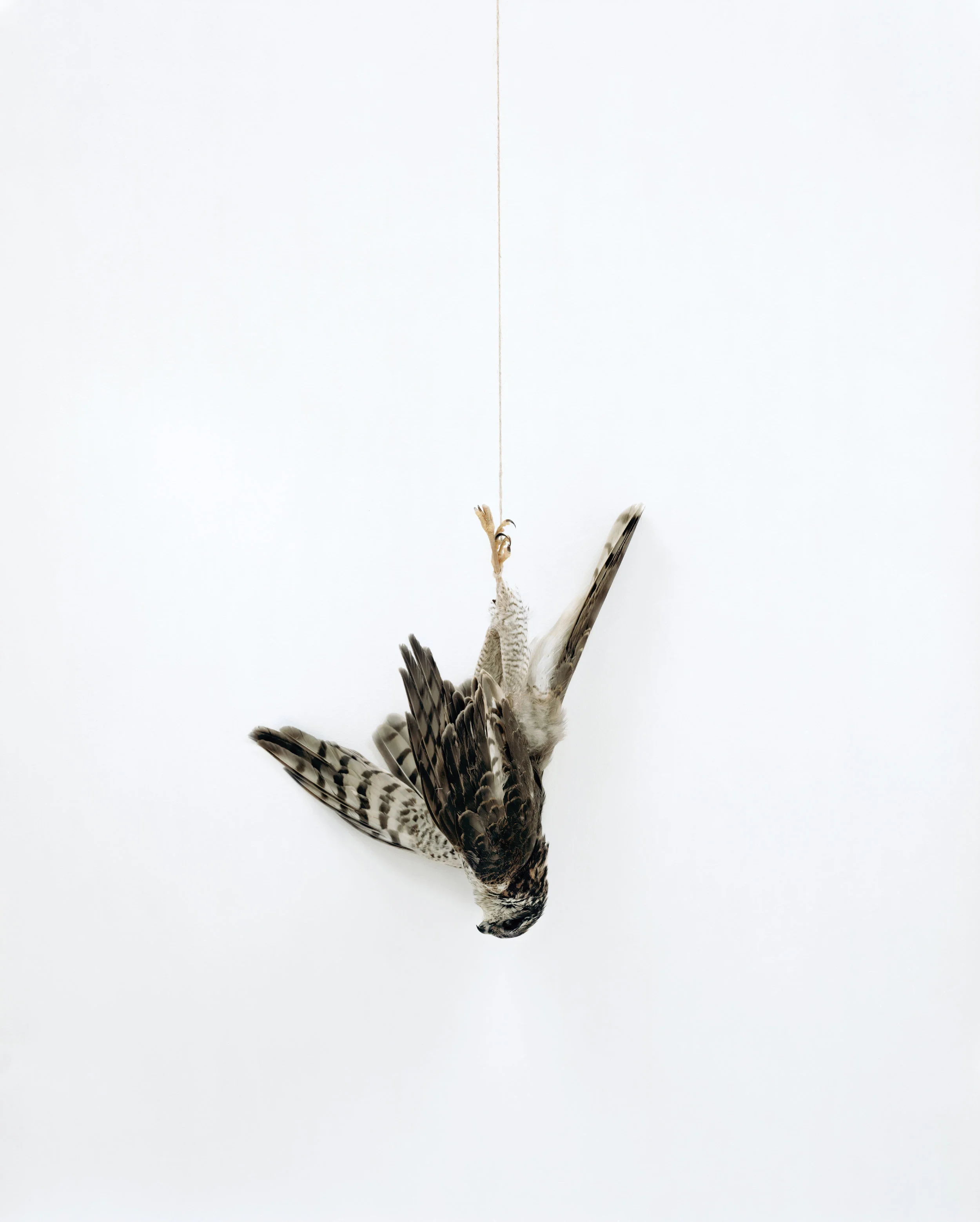 Eric Poitevin 2014-2019 photographs Commissioned work for Van 