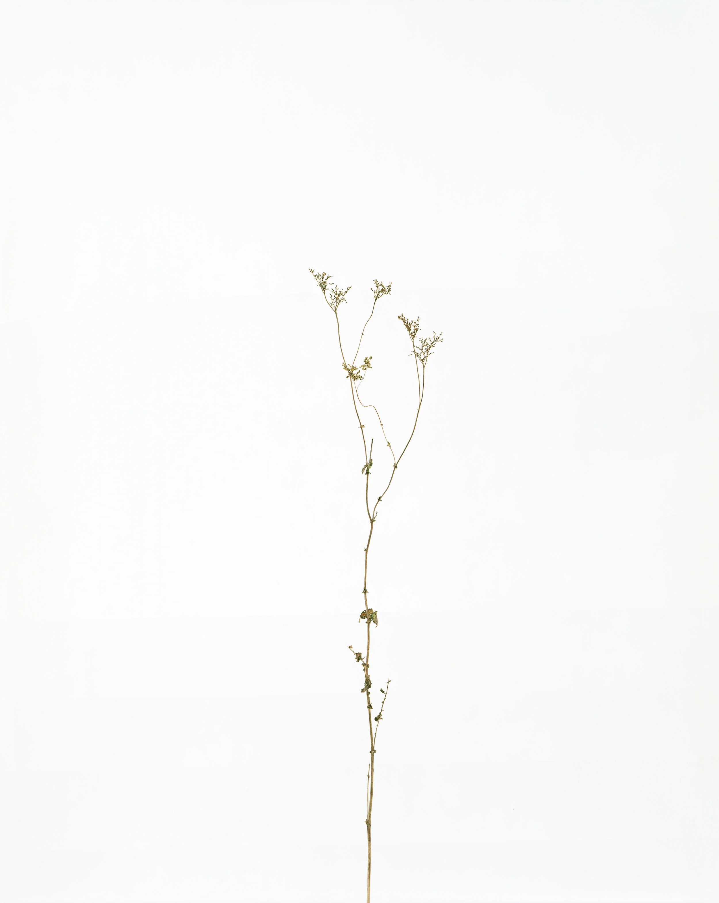 Éric Poitevin, "Sans titre", de la série "Plantes sèches", 2014