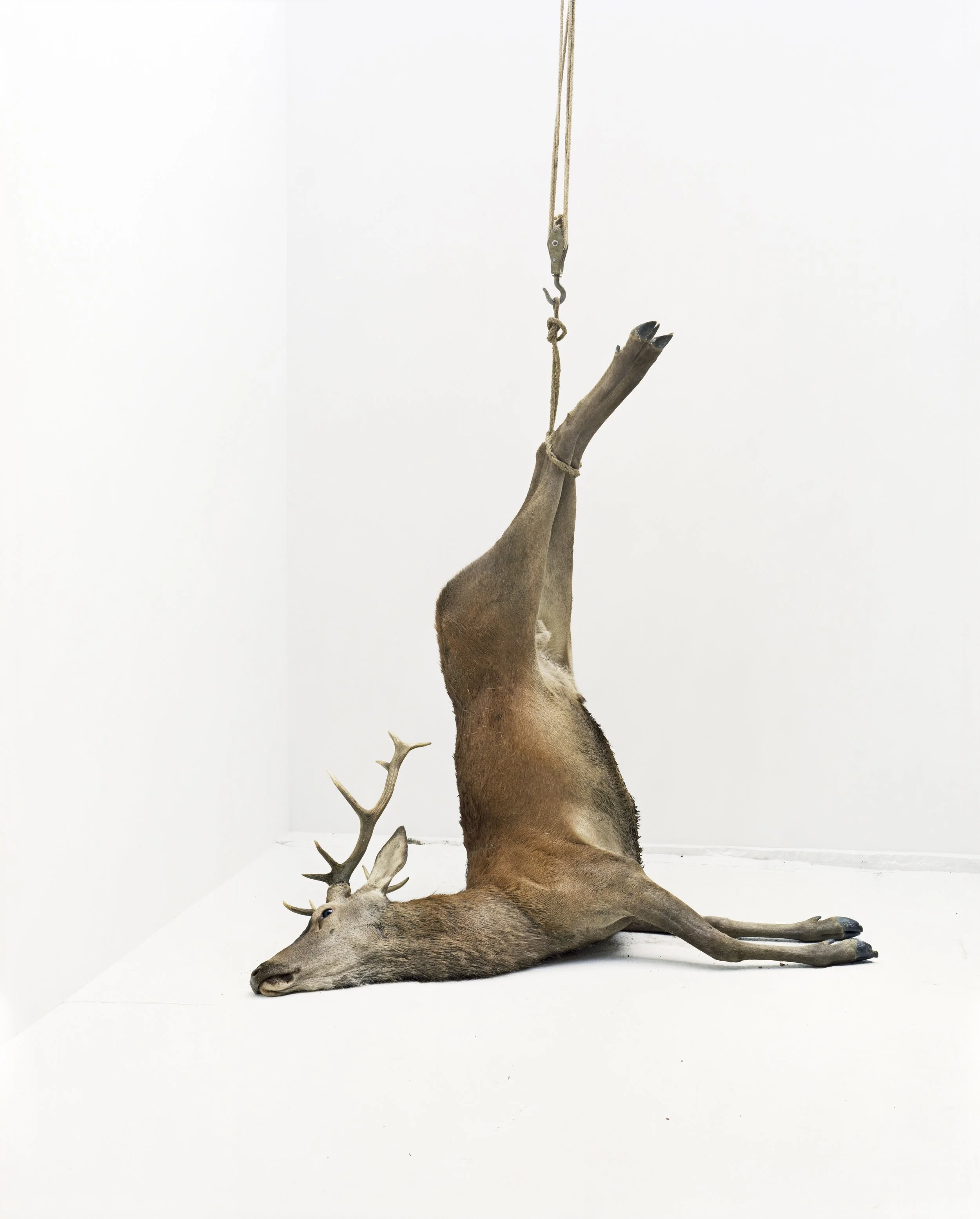 Éric Poitevin, "Sans Titre", de la série "Cerfs, mouflon, daim, domaine de Belval", 2005