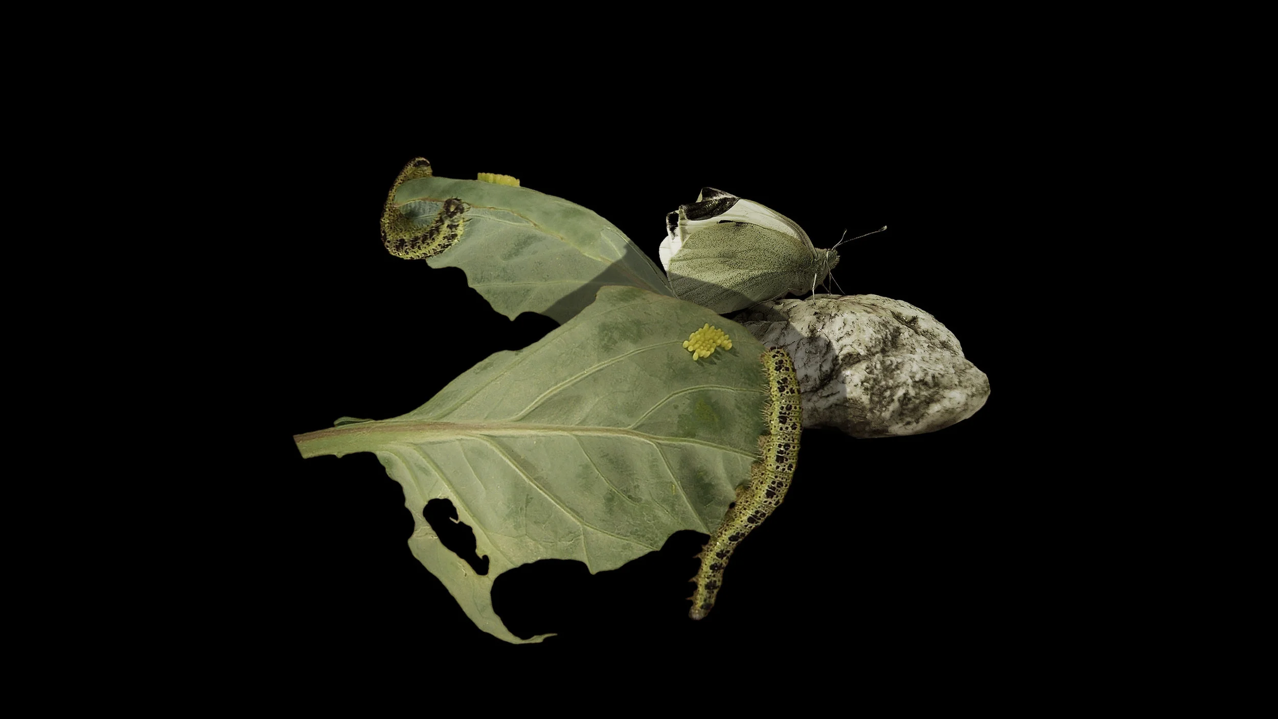 © Peter Aerschmann, %22METAMORPHOSE%22, Videostill, 2017. Courtesy Galerie C.jpg