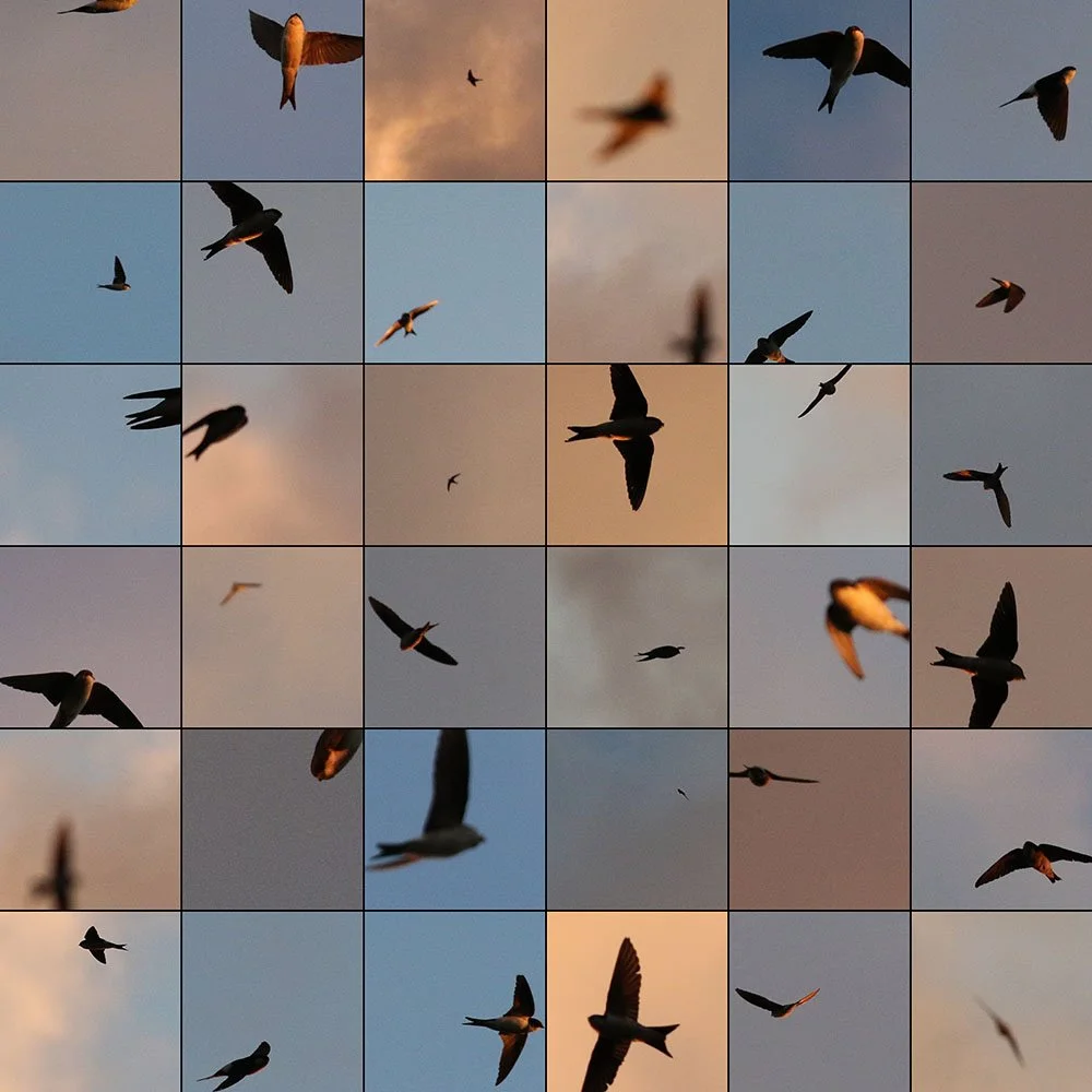 "Le Bleu du Ciel" Edouard Taufenbach & Bastien Pourtout