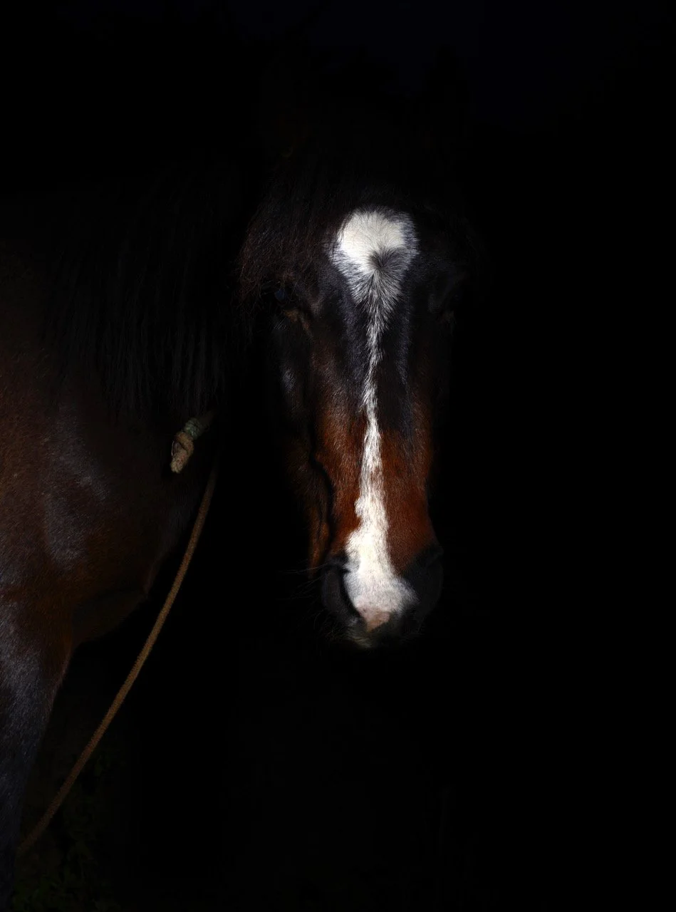 cheval_2_Anne GolazDSC9221.jpeg