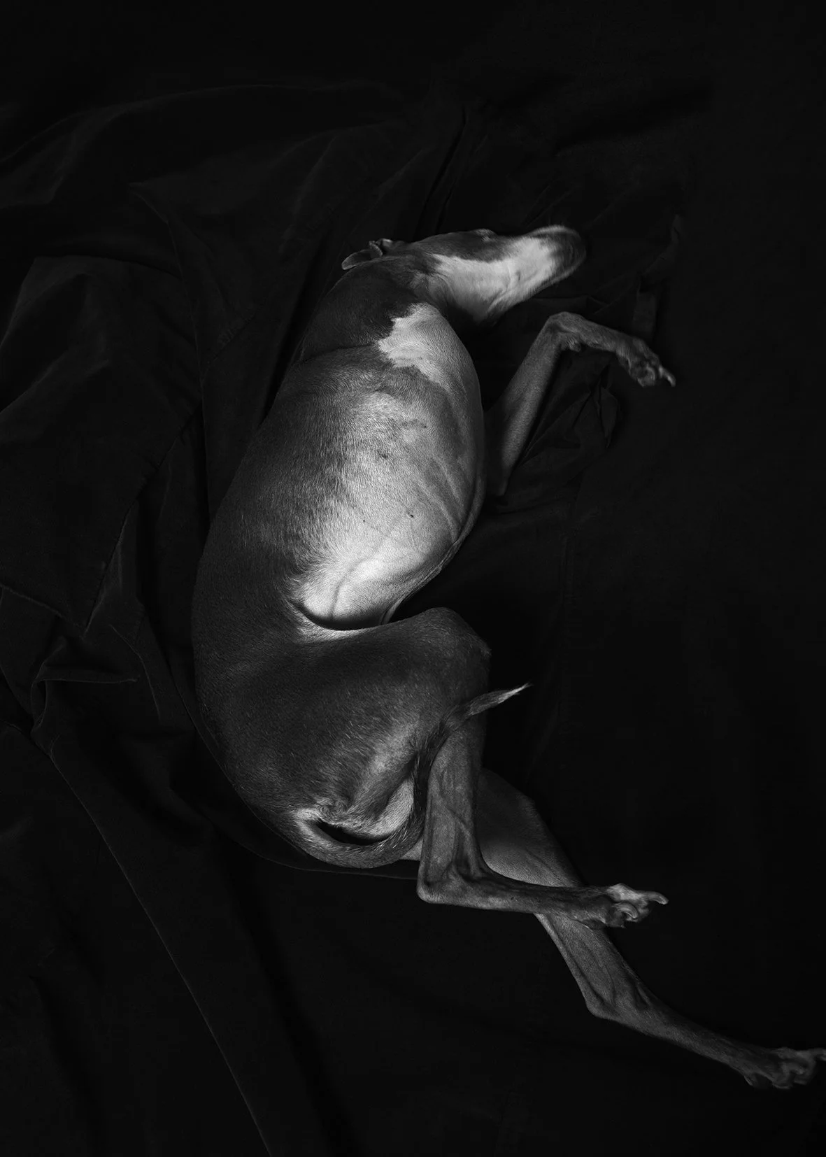 10_Ce qui meurt une fois ne reviendra jamais_piezo.jpg