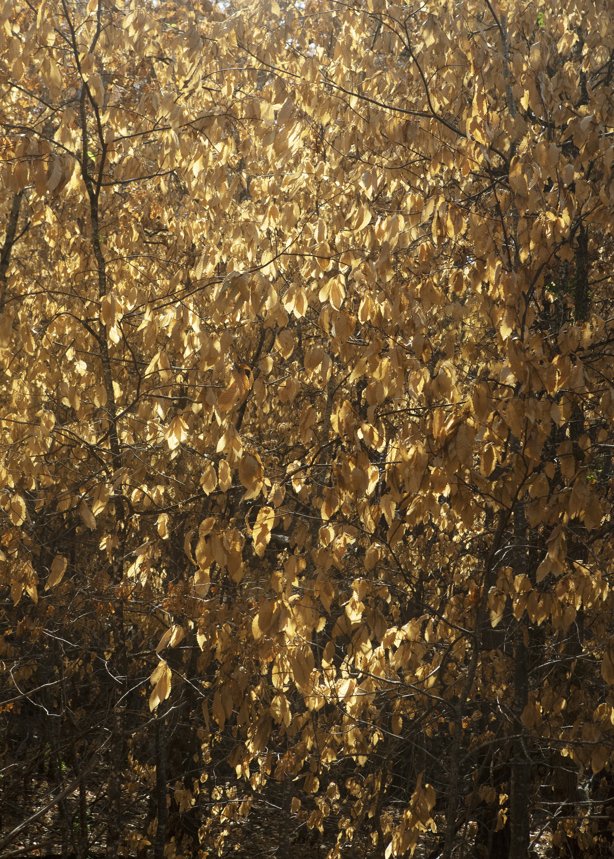 Nolwenn Brod, "Golden leaves", Fontainebleau, 2026. Impression aux encres pigmentaires, awagami kozo white 110g.