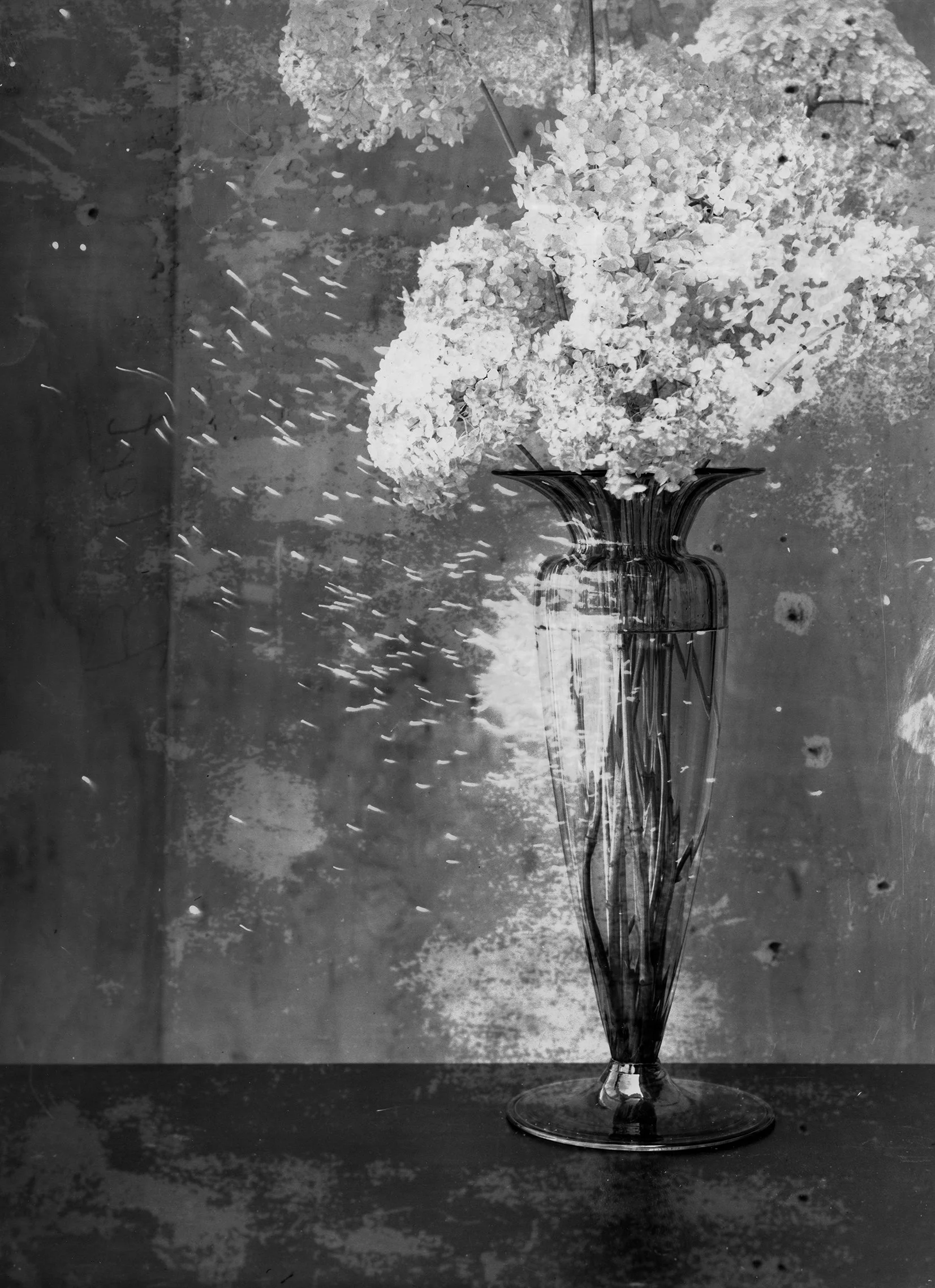 Alexandra Catiere «Hortensia Annabelle, Château Palmer», 2025 de la série «Tout en ce lieu me survivra»