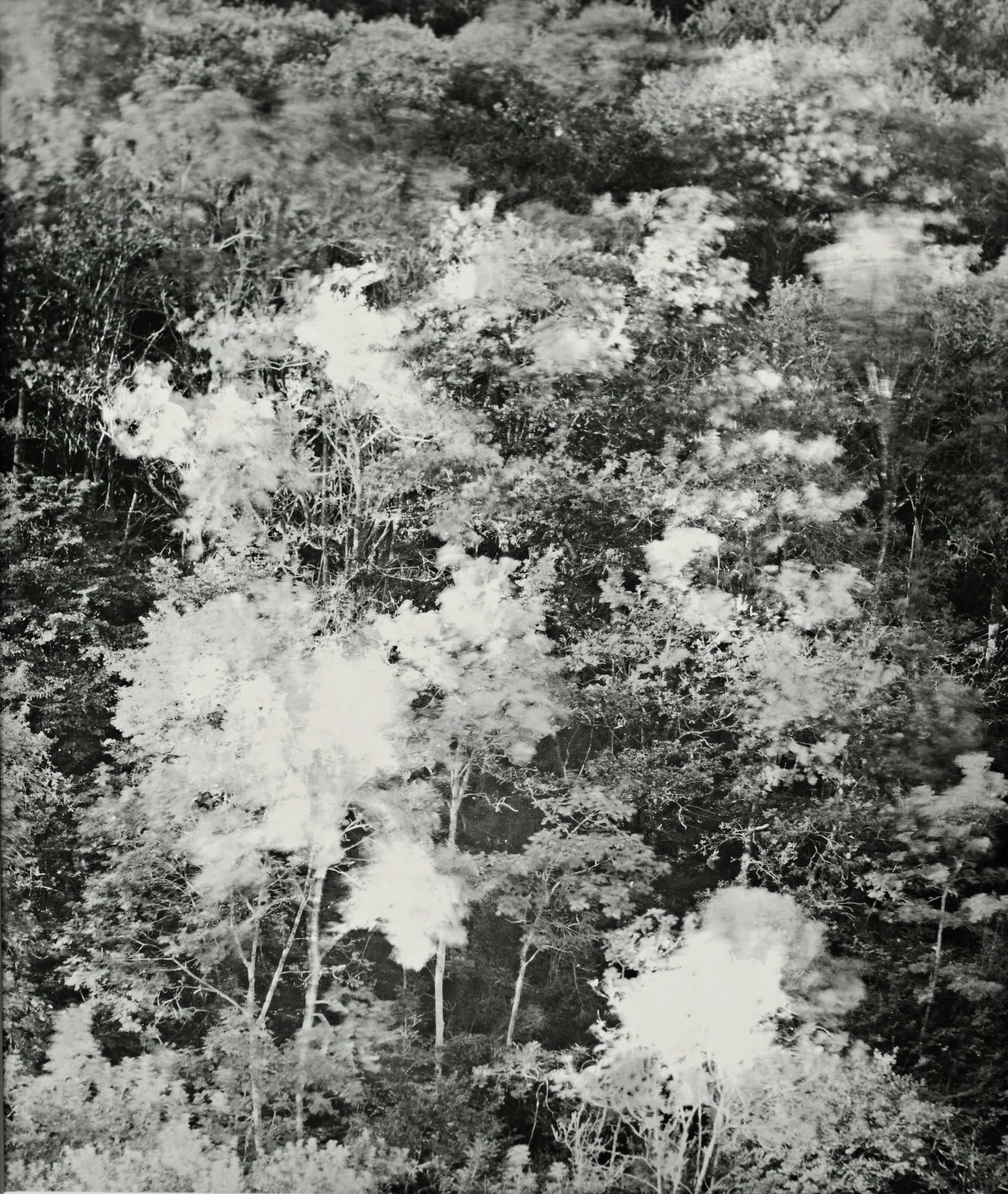 "Forêt pyrénéenne" Alexandra Catiere