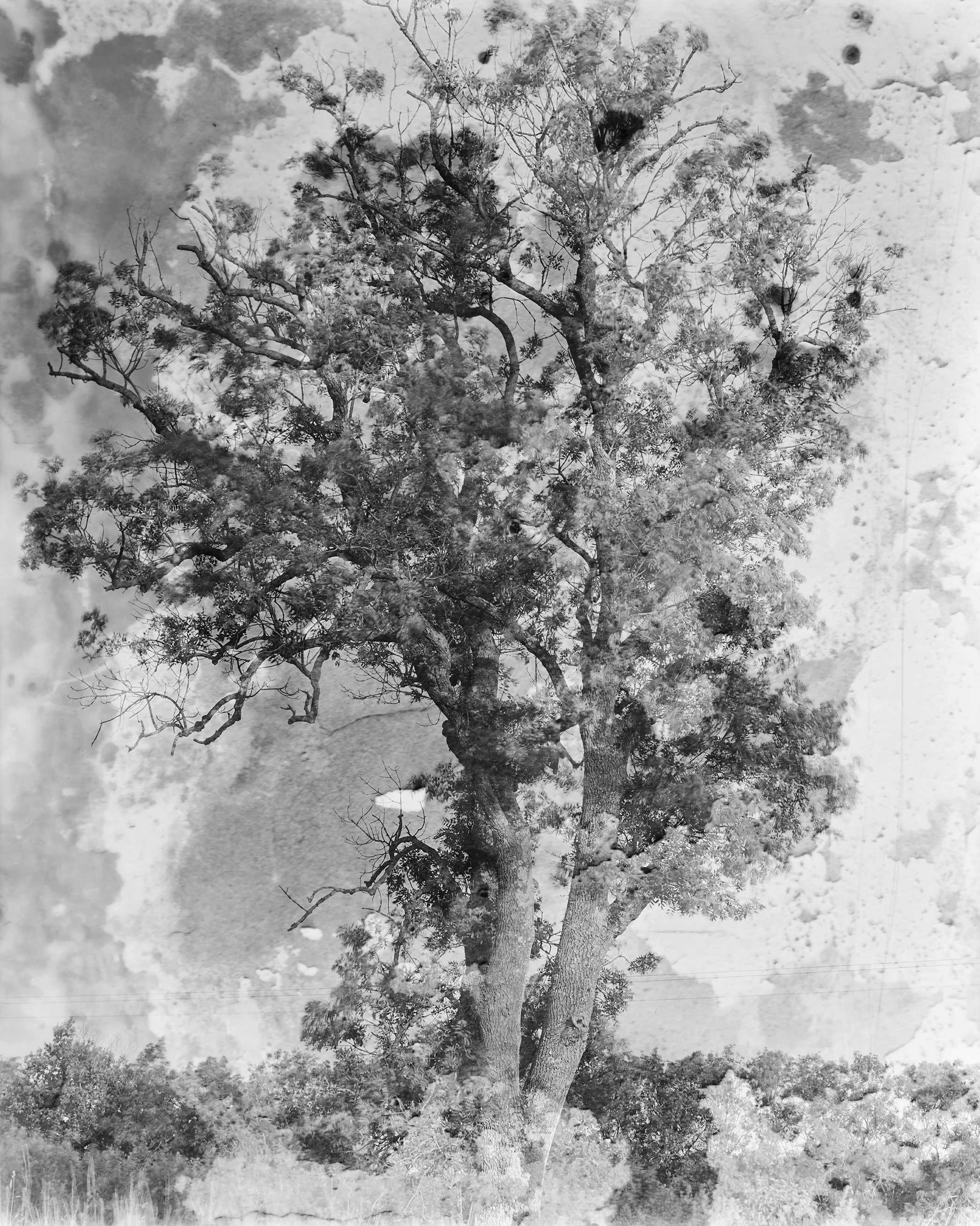 arbre.jpg