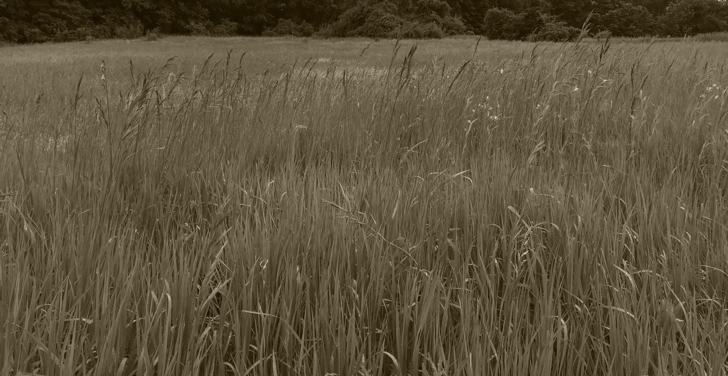 Field10.jpg
