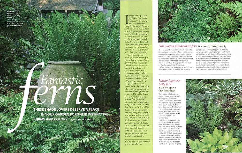 Ferns2.png
