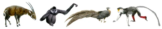 "Wonders of the Annamites" features rare animals such the Saola, White-cheeked Gibbon, Crested Argus and Red-shanked Douc.