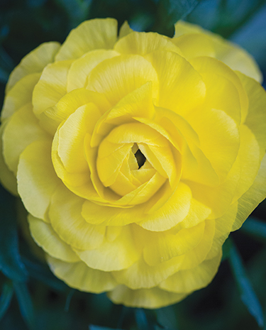 TRUE NATURE OF BEAUTY