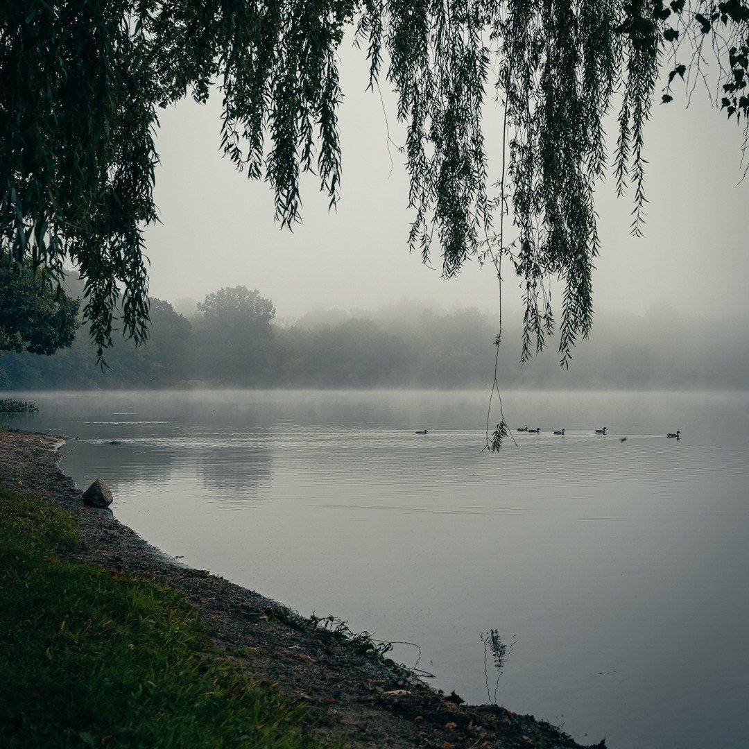 Foggy morning 🦆🦆🦆
.
.
.
.
.
#ChauncyLake #FoggyMorning #MoodyNature #DuckWatching #LakeVibes #WillowTrees #NaturePhotography #LandscapeLovers #OutdoorAdventures #MorningMagic #NewEnglandScenes #SereneViews #ThePhotopher