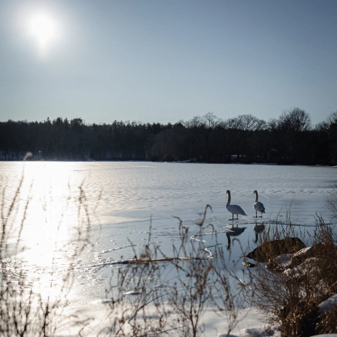 I wasn't the only one chasing a sunset yesterday 🦢🦢
.
.
.
.
.
#ChauncyLake #WinterVibes #FrozenLake #WinterPhotography #NatureLovers #ExploreMore #NewEnglandScenes #ScenicView #SnowyAdventures #SwanSighting #WinterLandscape #OutdoorLife #Photograph