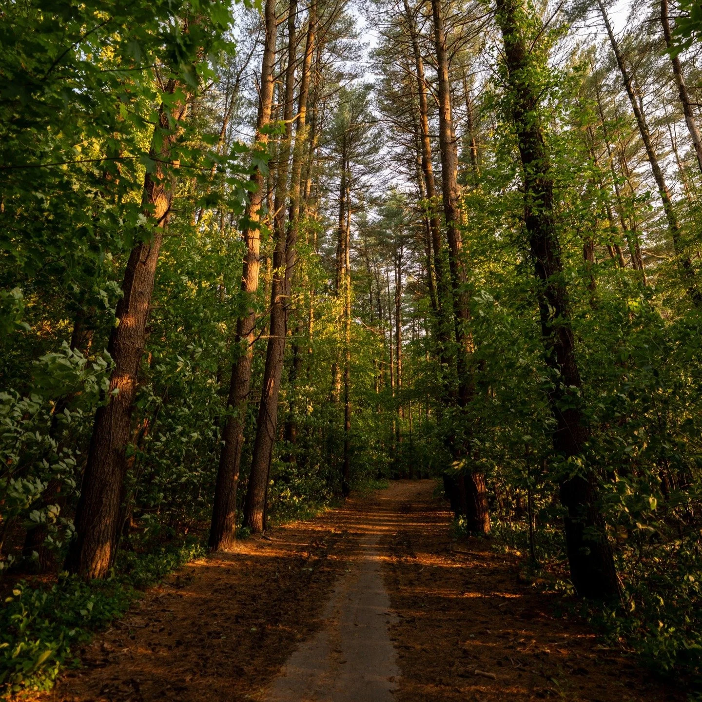 Golden hour magic at Gates Pond 🌲✨
The forest trails glowing with soft light, the water shimmering in the breeze. Evenings like this remind me why I love getting out with my camera.
.
.
.
.
.
#GoldenHour #GatesPond #NaturePhotography #LandscapePhoto
