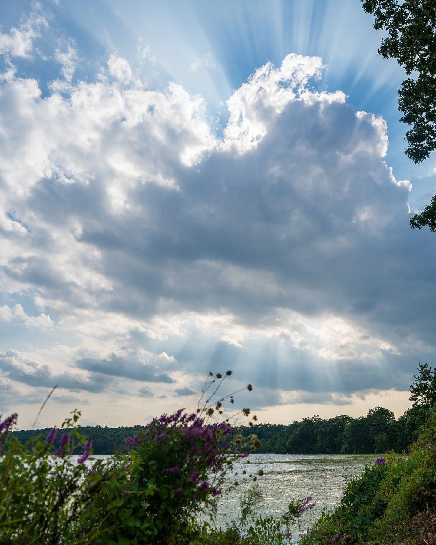 Who doesn't love some good light rays shining through the clouds. Another lovely evening at the lake 🌅
.
.
.
.
.
#ChauncyLake #NaturePhotography #NewEnglandNature #LandscapePhotography #LakeViews #SunsetMagic #WildflowersOfInstagram #PeacefulPlaces 