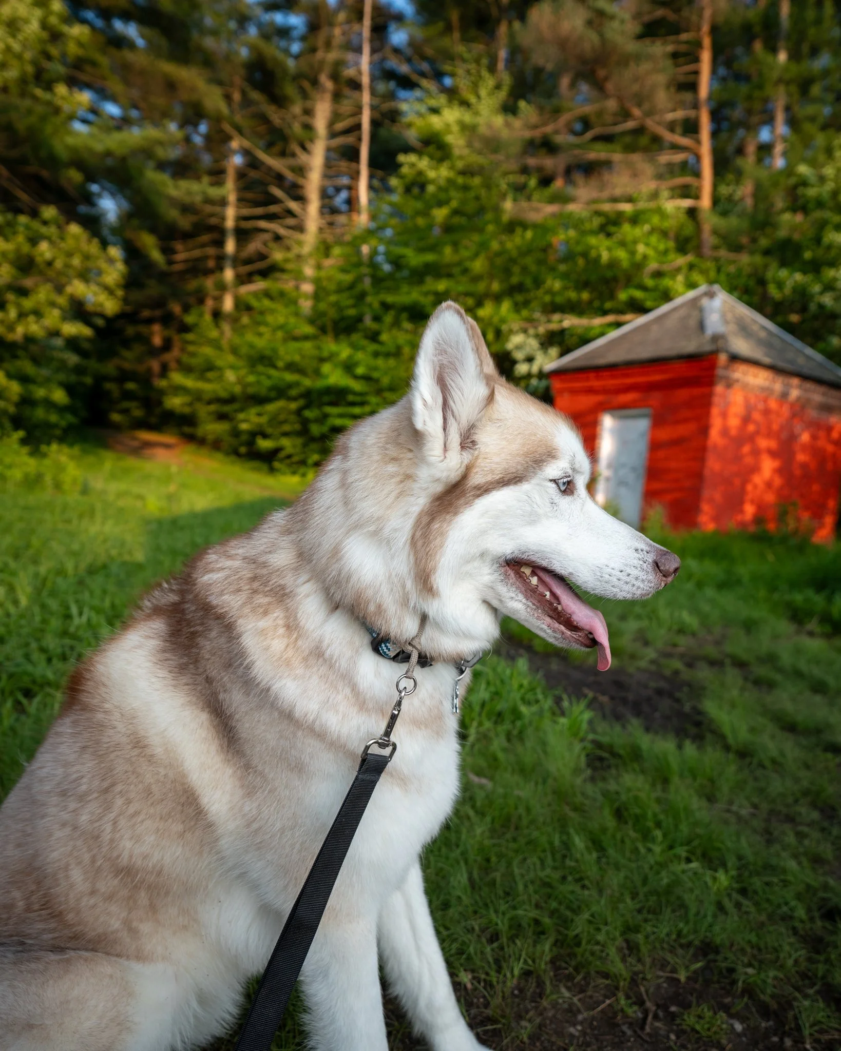 Profile of a Siberian Husky with a leash in a grassy outdoor area with trees and a red building in the background.