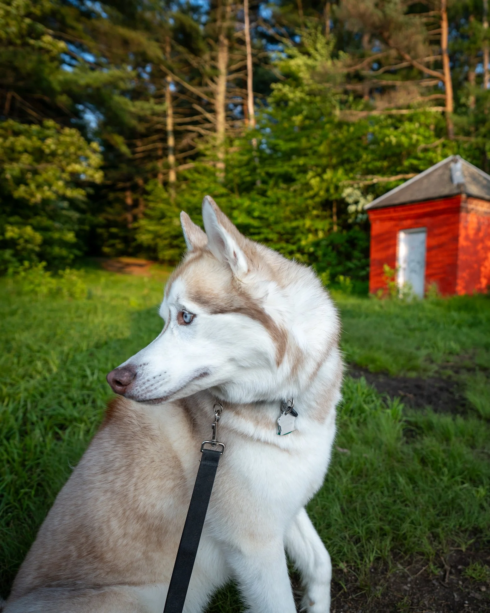 Close-up of a Siberian Husky dog sitting on grass, with a red barn and green trees in the background.