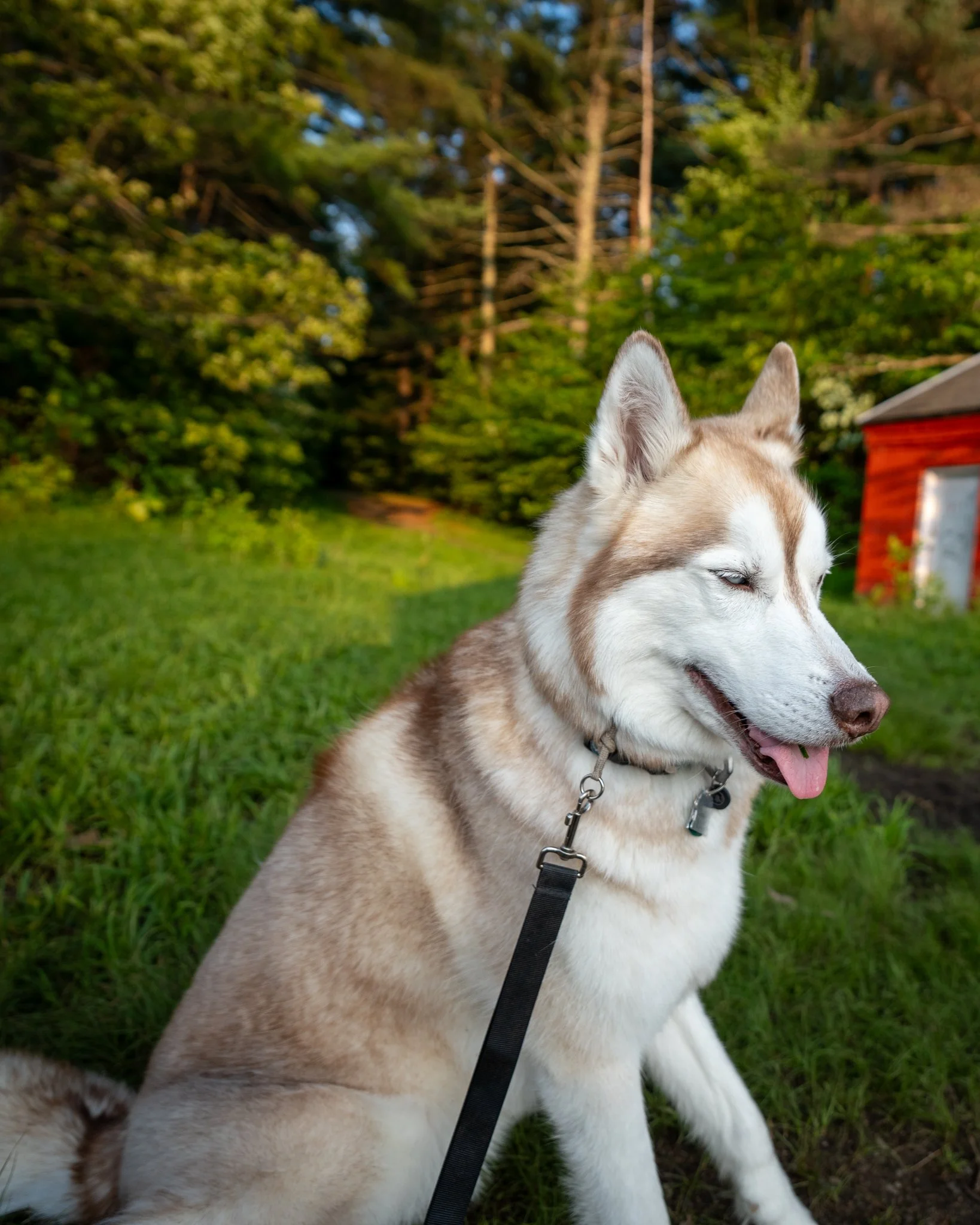 A Siberian Husky sitting on grass with trees and a red building in the background.