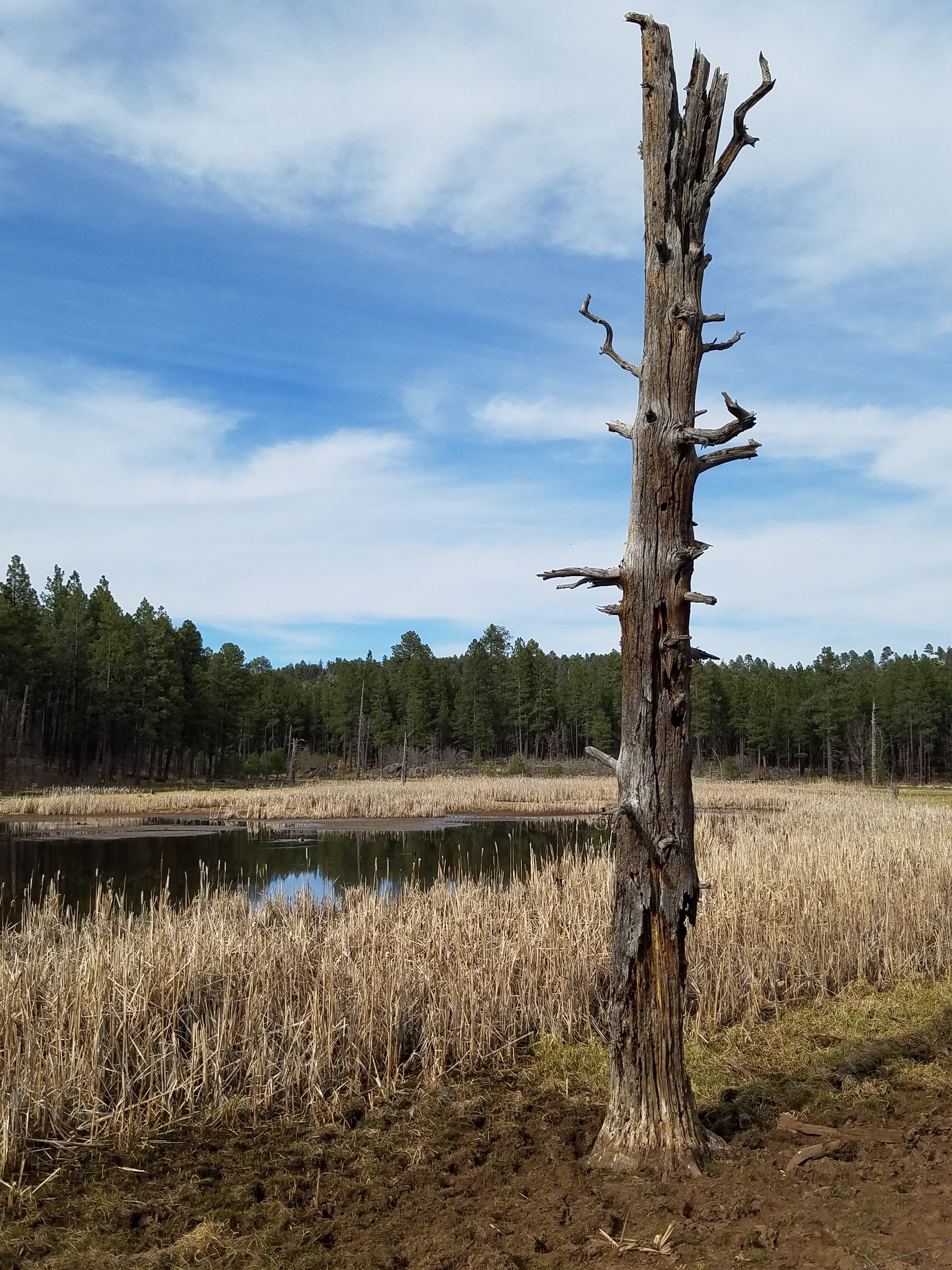 DeadTree_pondfringe_grazing.jpg