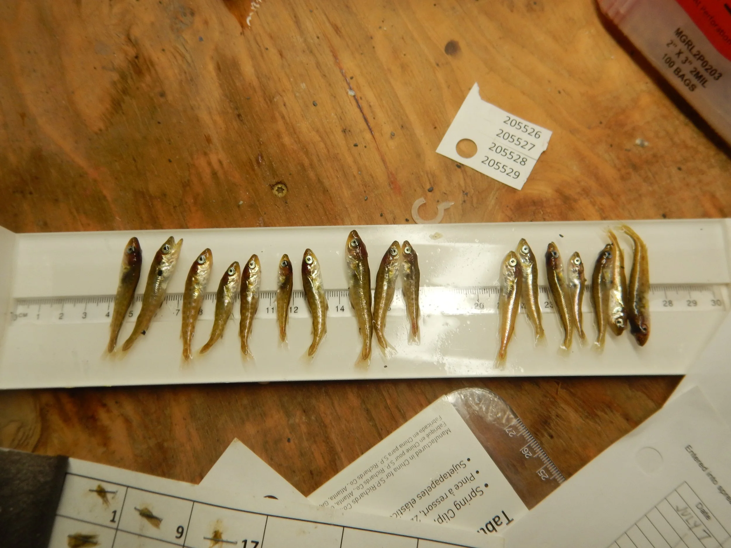 DSCN8516.JPG
