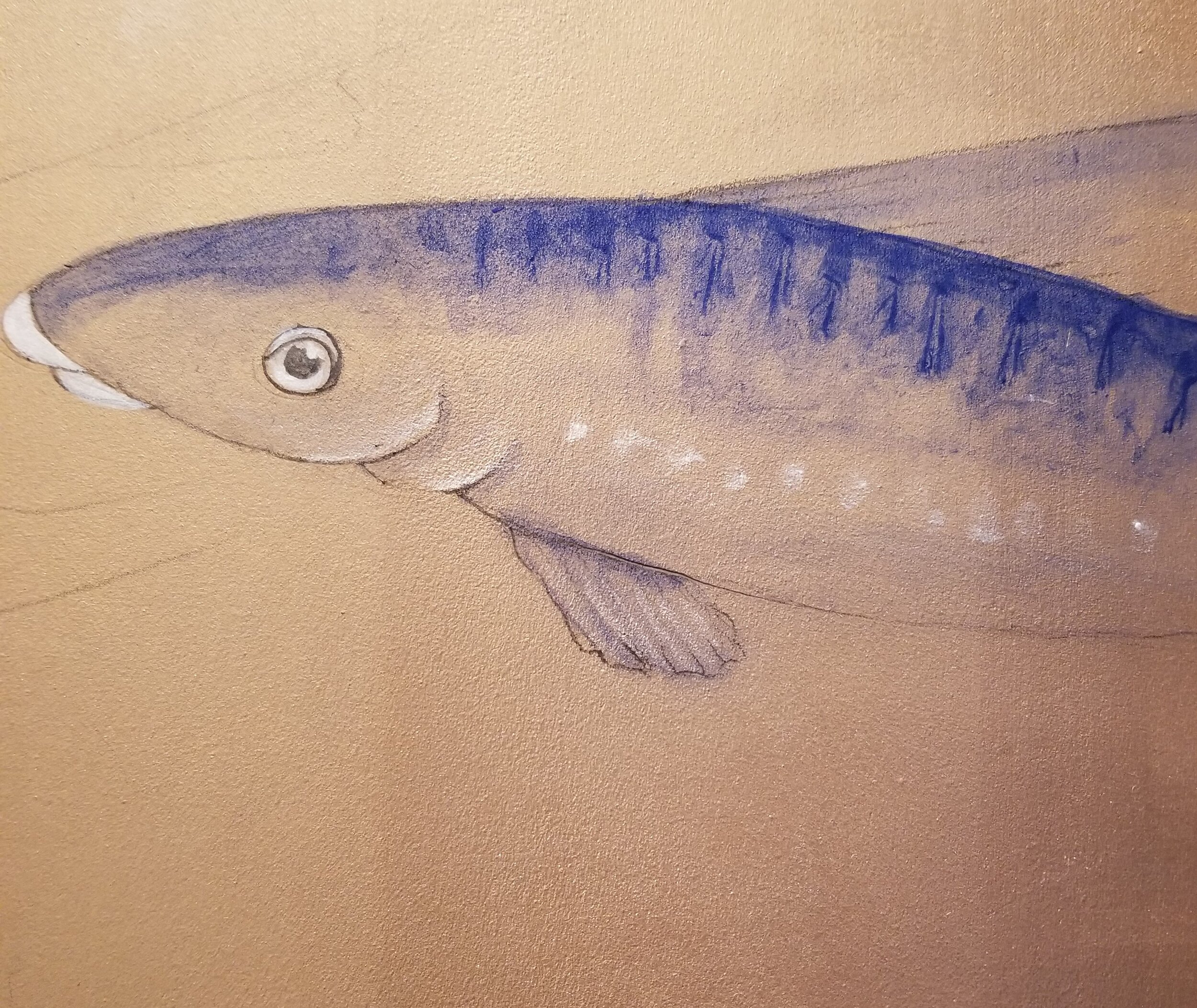 Elizabeth Cady Stanton House Carp Fishes  Powder Room .jpg